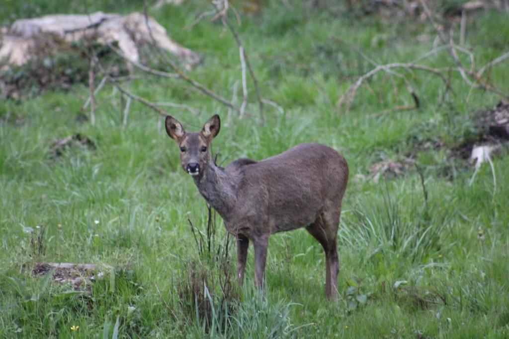Gite La Cabuche Proche Du Zoo De Beauval Le Controis-en-Sologne المظهر الخارجي الصورة