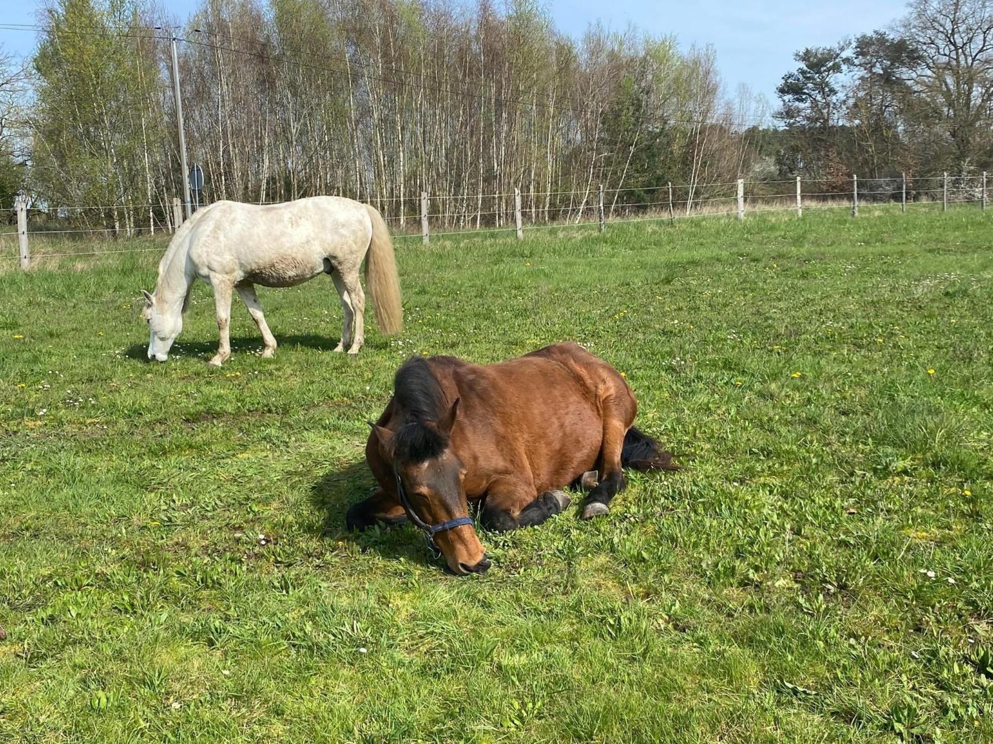 Gite La Cabuche Proche Du Zoo De Beauval Le Controis-en-Sologne المظهر الخارجي الصورة